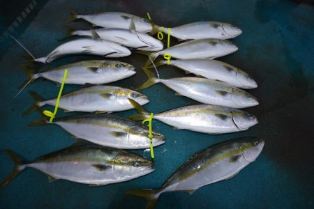 アジアマリンサービス 釣果