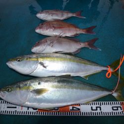 アジアマリンサービス 釣果