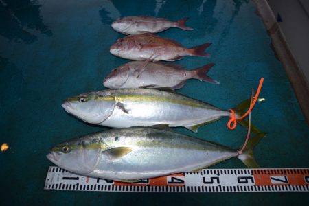 アジアマリンサービス 釣果