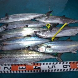 アジアマリンサービス 釣果