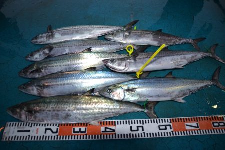 アジアマリンサービス 釣果