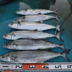 アジアマリンサービス 釣果