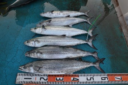 アジアマリンサービス 釣果