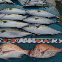 アジアマリンサービス 釣果