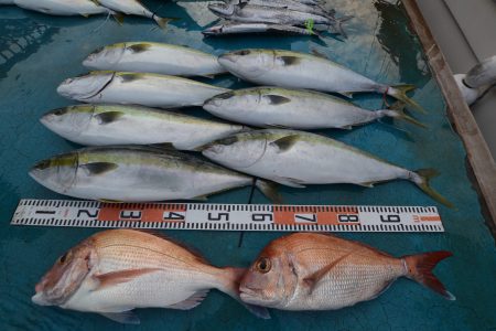 アジアマリンサービス 釣果