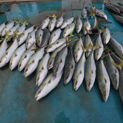 アジアマリンサービス 釣果