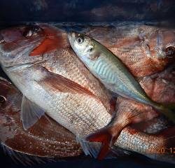 作十丸 釣果