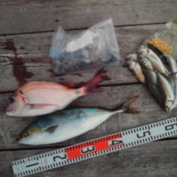 こかわ渡船　雅丸 釣果