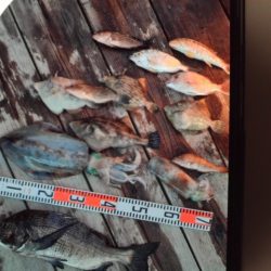 こかわ渡船　雅丸 釣果