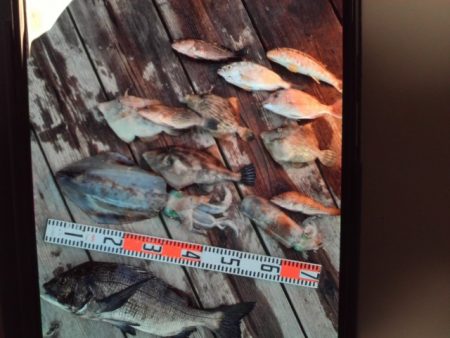 こかわ渡船　雅丸 釣果