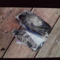 こかわ渡船　雅丸 釣果