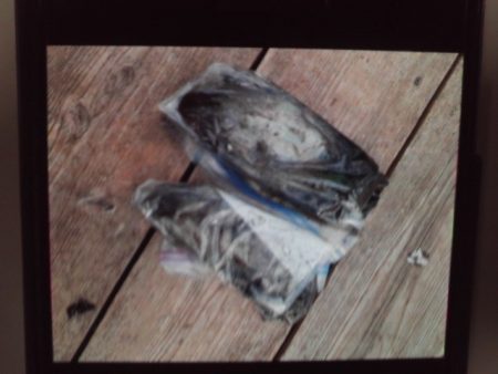 こかわ渡船　雅丸 釣果