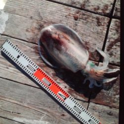 こかわ渡船　雅丸 釣果