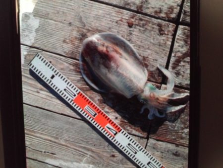 こかわ渡船　雅丸 釣果