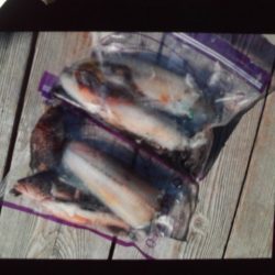 こかわ渡船　雅丸 釣果