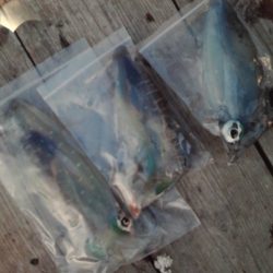 こかわ渡船 雅丸 釣果