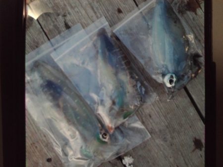 こかわ渡船　雅丸 釣果