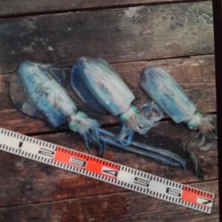 こかわ渡船　雅丸 釣果