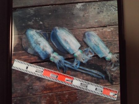 こかわ渡船　雅丸 釣果