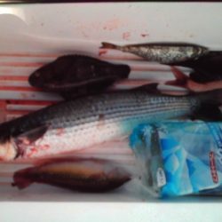 こかわ渡船　雅丸 釣果