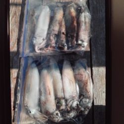 こかわ渡船　雅丸 釣果