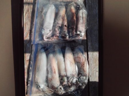 こかわ渡船　雅丸 釣果