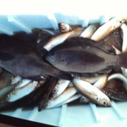 こかわ渡船 雅丸 釣果