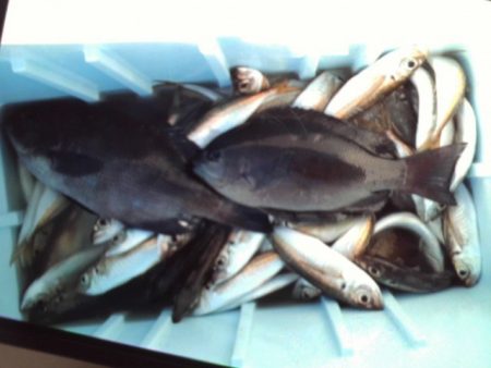 こかわ渡船　雅丸 釣果