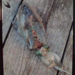 こかわ渡船　雅丸 釣果