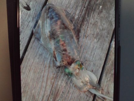 こかわ渡船　雅丸 釣果