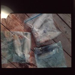 こかわ渡船　雅丸 釣果