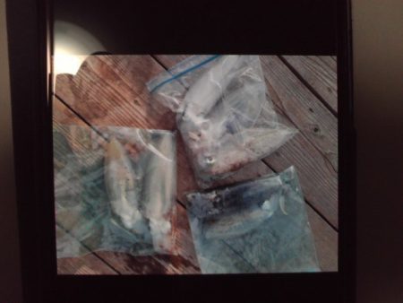 こかわ渡船　雅丸 釣果