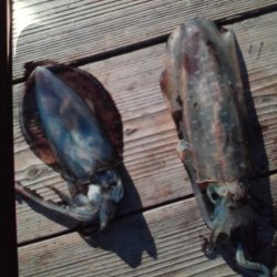 こかわ渡船　雅丸 釣果