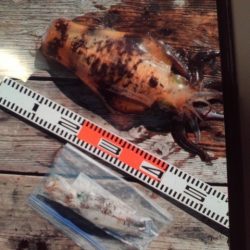 こかわ渡船　雅丸 釣果