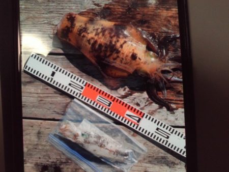 こかわ渡船　雅丸 釣果