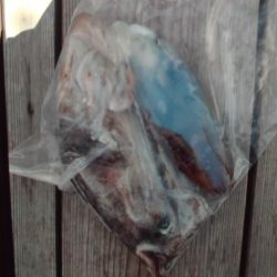 こかわ渡船　雅丸 釣果