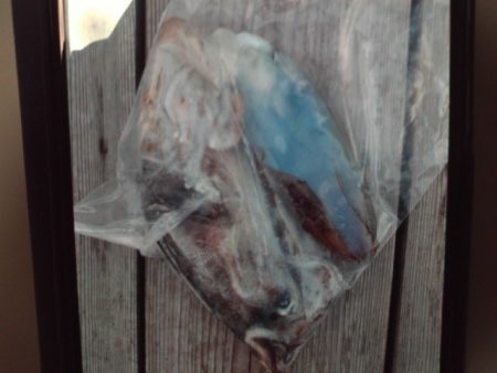 こかわ渡船　雅丸 釣果