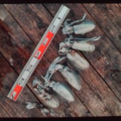 こかわ渡船　雅丸 釣果