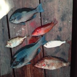 こかわ渡船　雅丸 釣果