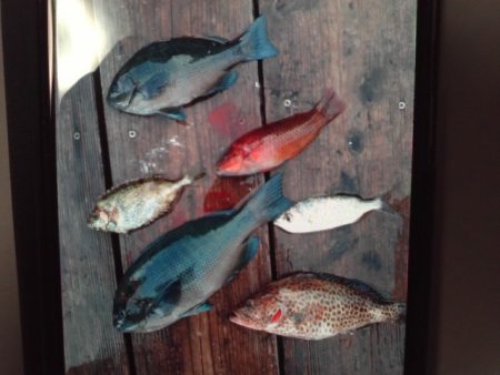 こかわ渡船　雅丸 釣果