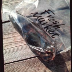 こかわ渡船　雅丸 釣果