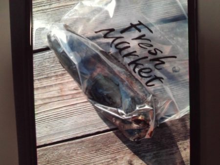 こかわ渡船　雅丸 釣果