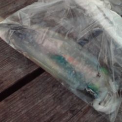 こかわ渡船　雅丸 釣果