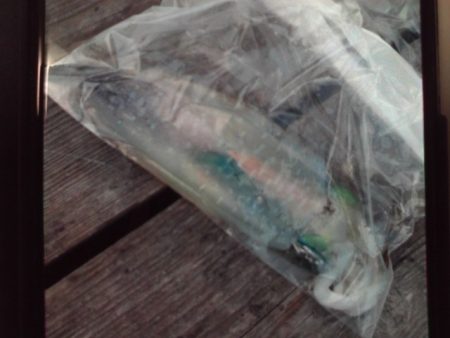 こかわ渡船　雅丸 釣果