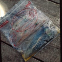 こかわ渡船　雅丸 釣果