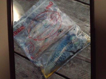 こかわ渡船　雅丸 釣果