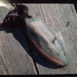 こかわ渡船　雅丸 釣果