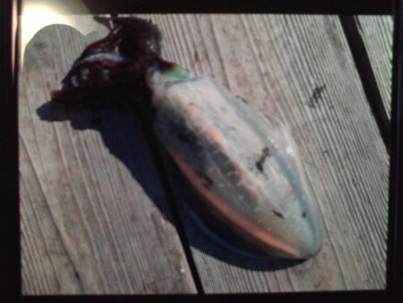 こかわ渡船　雅丸 釣果