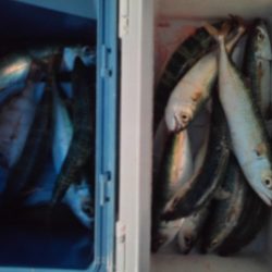 こかわ渡船 雅丸 釣果