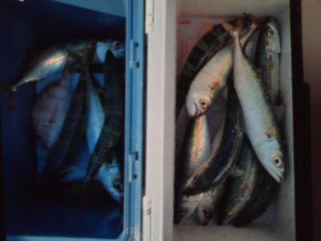 こかわ渡船 雅丸 釣果